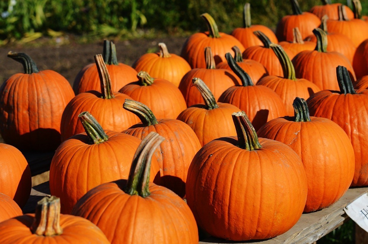 Symbolbild Halloween, © Pixabay