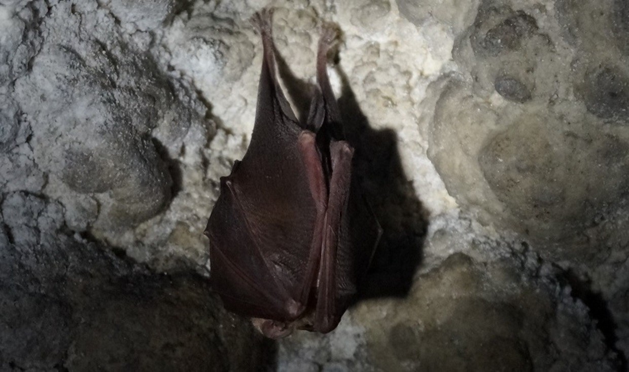 © Veronika Gruber, Tropfsteinhöhle Schulerloch