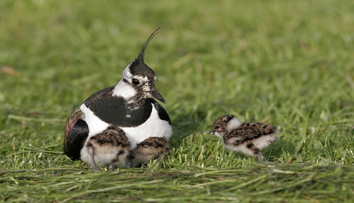 © Untere Naturschutzbehörde beim Landratsamt Cham