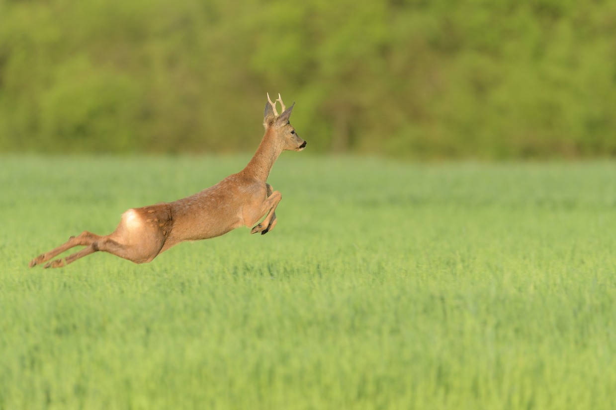 &copy; Marco_Ritter_Rehwild