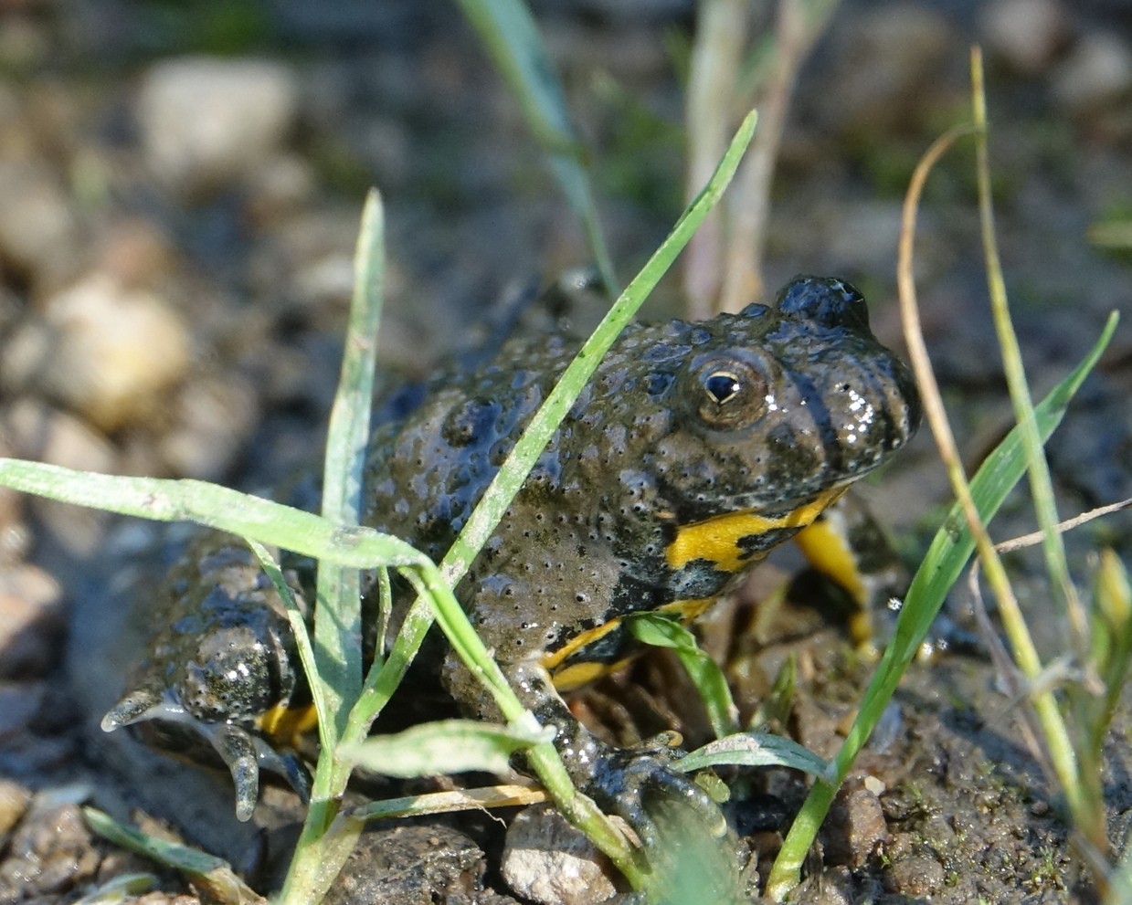 &copy; Frank H&auml;ring