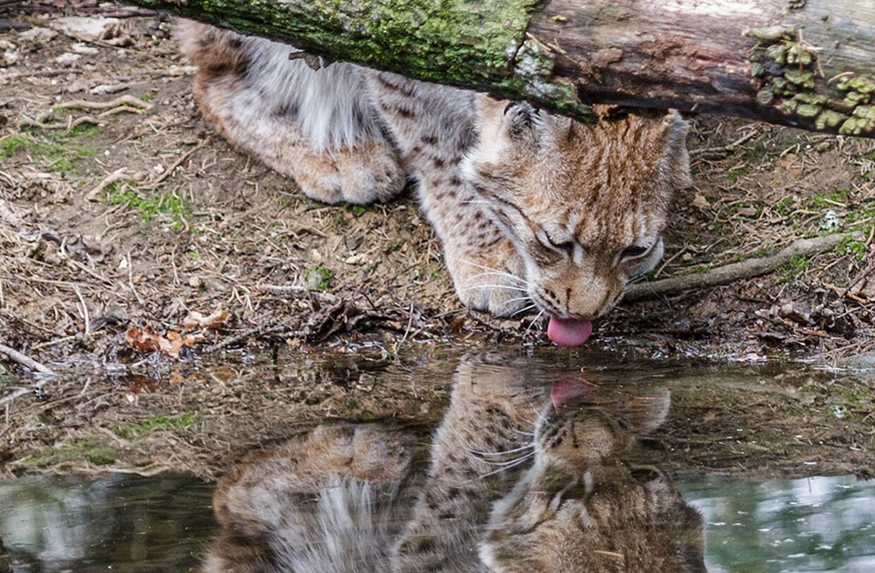 © Richard Wenzel, Siegerbild Fotowettbewerb Bayerwald Tierpark