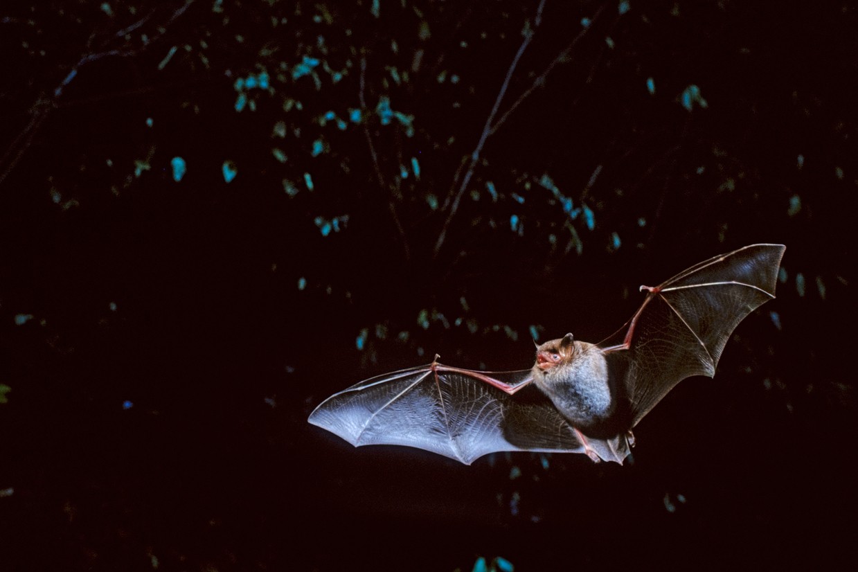 © Im Rahmen der Europäischen Fledermausnacht führt die Fledermaustour der LBV-Kreisgruppe dieses Jahr nach Zell. Foto: Thomas Stepan