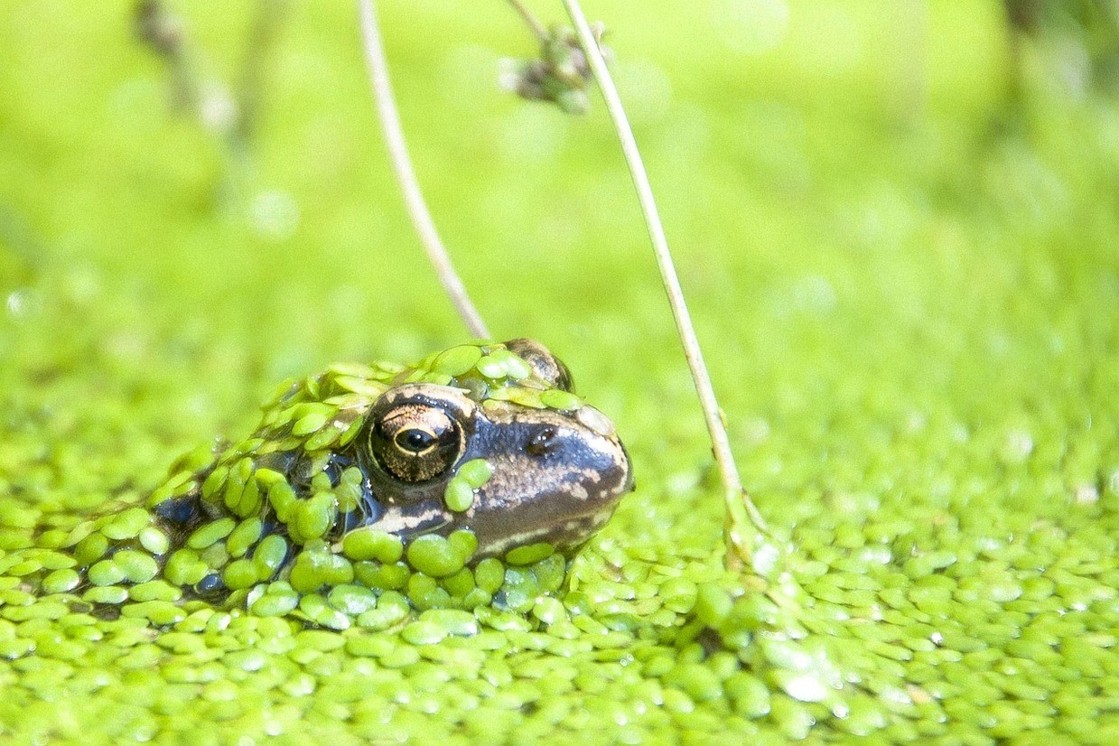 © Symbolbild "Frosch in Wasserlinsen": pixabay