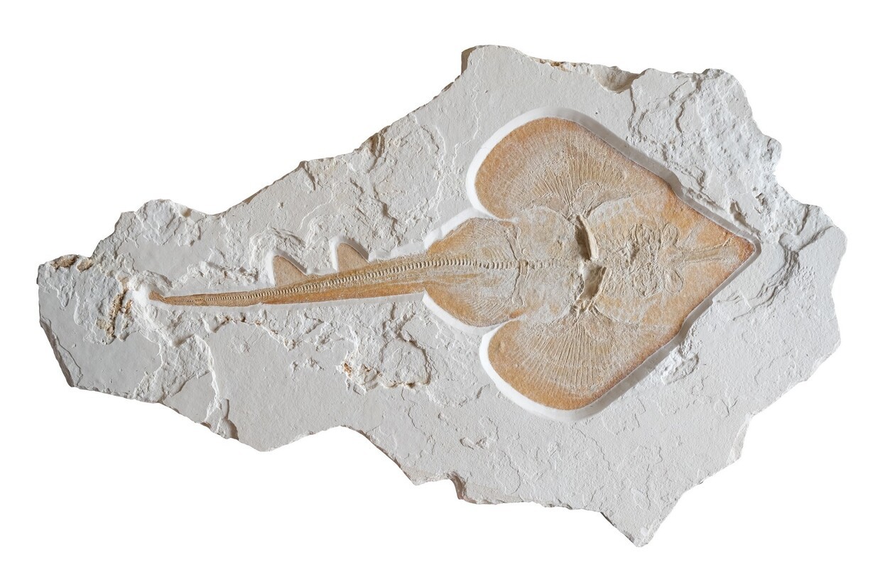 © Dinosaurier Museum Altmühltal