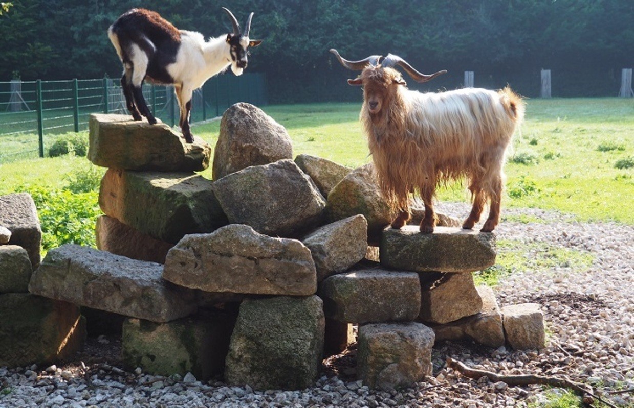 © Tierpark Höllohe/Jahreis