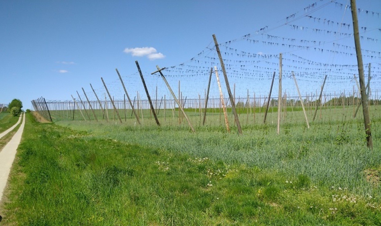 © Felix Schmitt, Roggeneinsaat im Hopfengarten