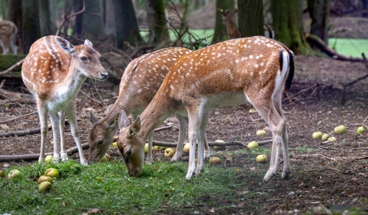 &copy; Homepage Wildpark H&ouml;llohe