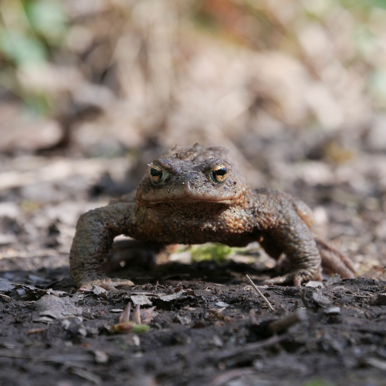 &copy; Bild: BUND Naturschutz Landkreis Regensburg - Hans Lengdobler