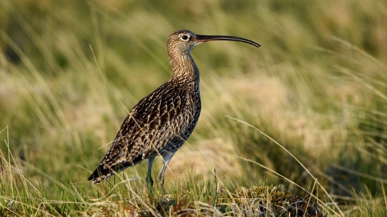&copy; Der gro&szlig;e Brachvogel in seinem Brutgebiet