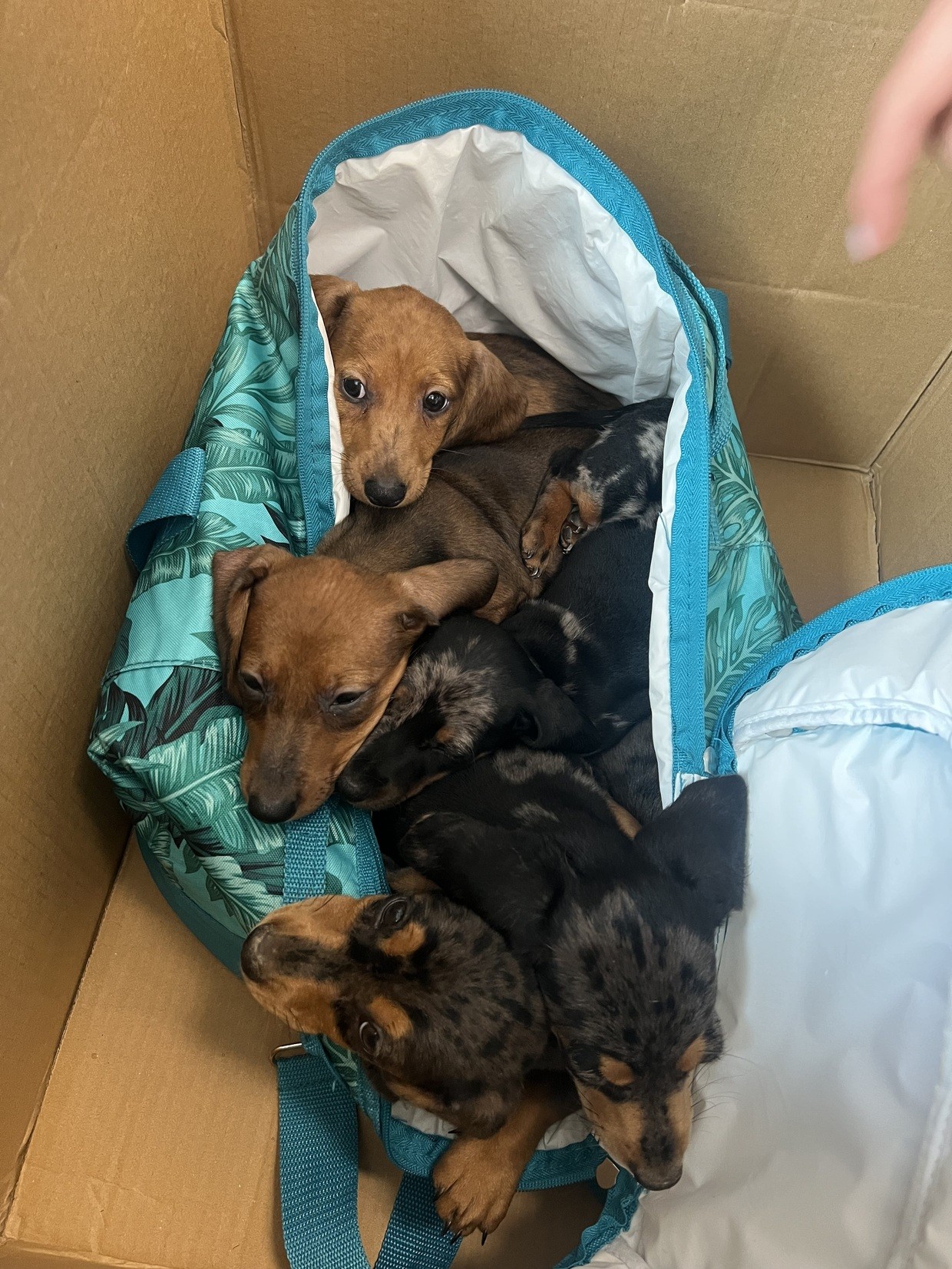 &copy; Hundewelpen, Quelle: PI Schwandorf, PHM R&ouml;sch